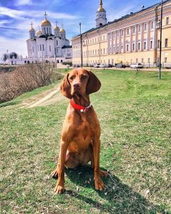 For your information: after swimming the Hungarian Pointing Dog in an open reservoir, you must w ...