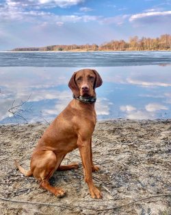 Due to the lack of undercoat, animals shed all year round, but especially in winter and spring.  ...