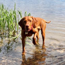 Combs with sparse coarse teeth are ineffective in grooming Vizsla wool