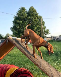 Rudeness is not the best tactic for communicating with Vizsla. First, neglect will cause the dog ...