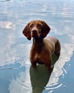 Swimming in mined-out pits, reservoirs and ponds is undesirable: it is a favorable environment f ...
