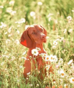 If the Hungarian vizsla eats dry food, the dentition is cleared involuntarily. When only natural ...
