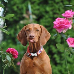 To trim the nails once a month, you need to purchase a nail clipper for large breeds. Burrs and  ...