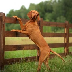 The eyes of the Hungarian Vizsla require daily examination, especially after walking and hunting ...
