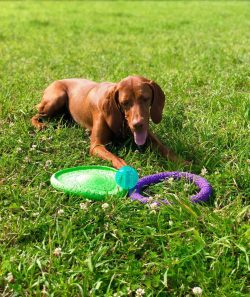 Hungarian vizslas feel comfortable both in a private house and in an apartment – however,  ...
