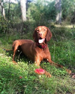 Despite the ability to adapt to the harsh climate, dog handlers do not recommend keeping these d ...