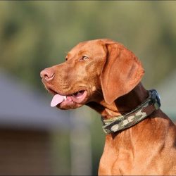 For winter walks, it is worth buying warm clothes for the Hungarian vizsla: a vest or jumpsuit l ...
