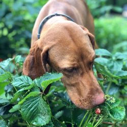 Please note that if you are opting for a natural diet, consult your veterinarian regarding miner ...