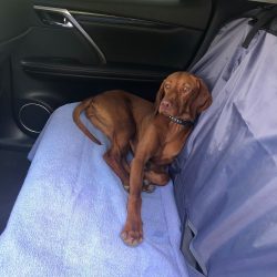 There are no special requirements for the nutrition of the Hungarian vizsla. The main conditions ...