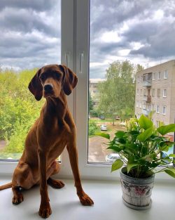 Representatives of the breed need daily walking twice, each – about 1.5-2 hours. To do thi ...