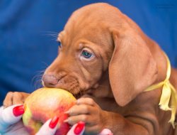 Sports games – for example, chasing a frisbee or a ball – as well as agility (passin ...