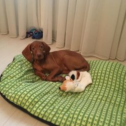 The first step to getting a healthy dog ​​is finding a specialized kennel. Private breeders offe ...