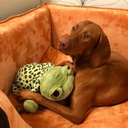 The gender of the Hungarian vizsla is an equally important selection criterion. Bitches are more ...