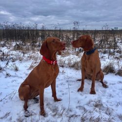 Dogs were very much appreciated by aristocrats, and each nobleman had a flock, or at least sever ...