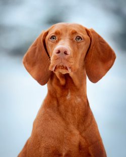 The Hungarian Vizsla is a slim, athletic dog with a narrow head and long neck. The head is in pr ...