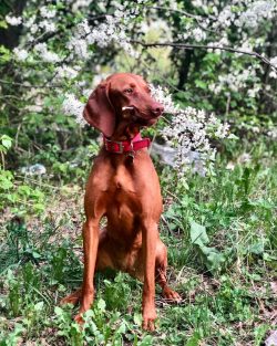 The breed is not very popular in the world, but! Vizsla – the first and today the only dog ...