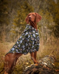 It is worth noting that even in the fifties the Hungarian vizsla had a slightly different appear ...