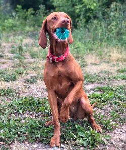 Around the beginning of the fifties of the 20th century, the Hungarian Vizsla began her journey  ...