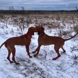 Hungarian vizslas were twice threatened with extinction. First, in the XX century, when other do ...