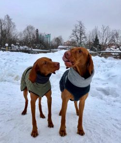 You need to remember that the Hungarian vizsla, due to her gentle nature and love for people, ca ...