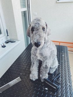 Bedlington Terriers are highly intelligent: they are smart and quick-witted. Pets will be happy  ...
