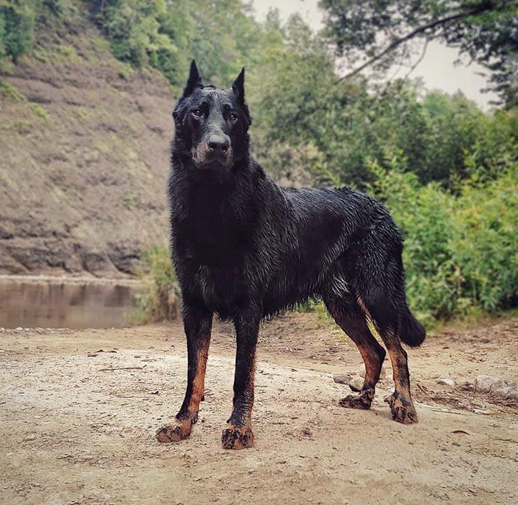 Beauceron has a balanced, courageous, and open character. Ideally, the dog should not have the s ...