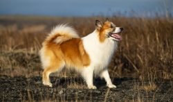 The Icelandic dog is well trained due to its high level of both general and social intelligence. ...