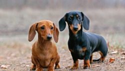 From the first day of appearance in a new house, the dachshund begins to explore the territory.  ...
