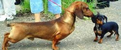 This breed is loved for its curiosity, energy, cheerful disposition, high intelligence and, most ...