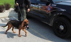 Raising a Bloodhound puppy requires serious investment and effort: the breed slowly matures, ful ...