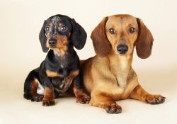 Do not give your dogs smoked or salty food. Dachshunds need calcium, so you should add clay to f ...