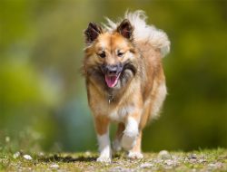 The first mention of the Icelandic dog dates back to the 10th century. Moreover, she is often as ...