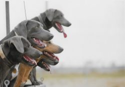 Blue Lacy is also an excellent guard, which is very kind to its territory and is ready to defend ...
