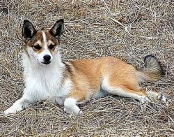 The Norwegian Lundehund is a small, robust dog. Her head has the shape of a triangle, her forehe ...