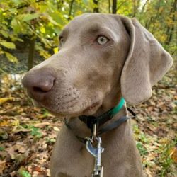  Dogs are capable of taking an active part in all hunts.