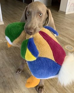 Weimaraners are hardy, reckless, have a great flair.