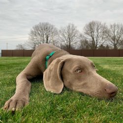 Among other hounds, they stand out for their original silvery-gray color and peculiar eye color.