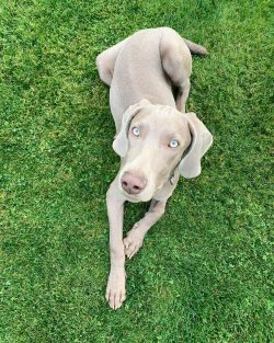 Friendly, optimistic, loyal, Weimaraners make excellent companions.