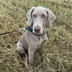 Weimaraners are quite temperamental, but they demonstrate a balanced, stable character.