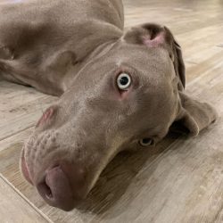 Weimaraners are gentle and affectionate with all family members, including children, but the own ...