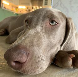 Weimaraners are immune to other pets: they make friends with dogs, and they tolerate cats with d ...