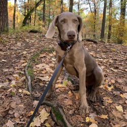 Weimaraners are wary of strangers but do not show aggression.