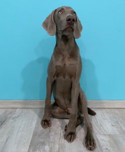 Weimaraner demands attention to himself and absolutely cannot stand loneliness. 