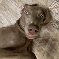 The Weimaraner is very clean, it won’t take long to take care of his coat.