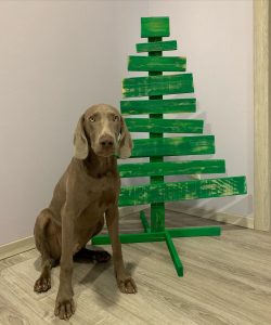A Weimaraner living in a city apartment should be able to walk for at least two hours daily. 