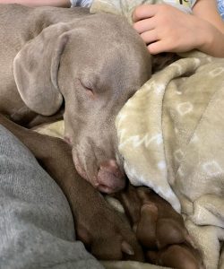 It is unacceptable to keep Weimaraner in an aviary without contact with people.
