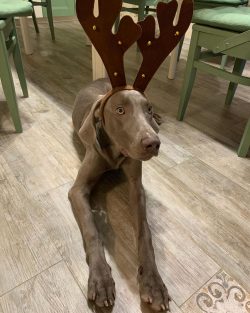 Weimaraners need intense physical activity, so people leading an active lifestyle to start them.