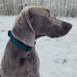 Weimaraners are easy to train, but in the process of training, they can show stubbornness and wi ...
