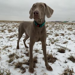The best living conditions for Weimaraner are a country house with a spacious fenced area.
