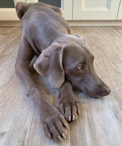 The Weimaraner possesses versatile hunting qualities and a good disposition that has earned her  ...